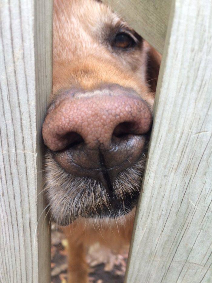 Furry Host Is Exactly What You Want To See In Your Airbnb Apartment