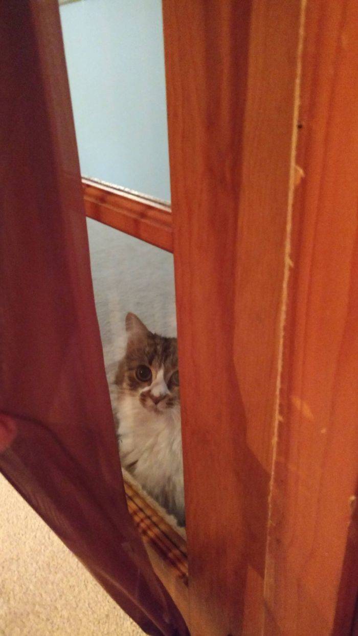 Furry Host Is Exactly What You Want To See In Your Airbnb Apartment