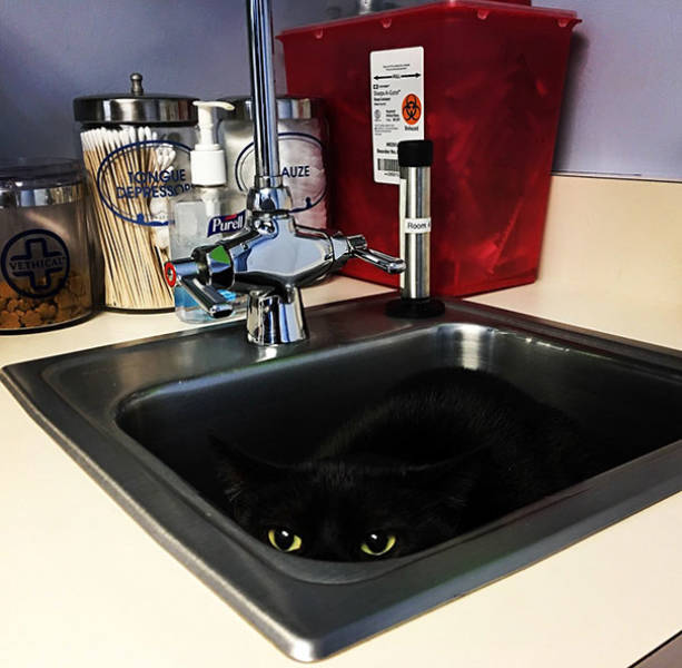 Cats Will Do Anything To Avoid Going To The Vet