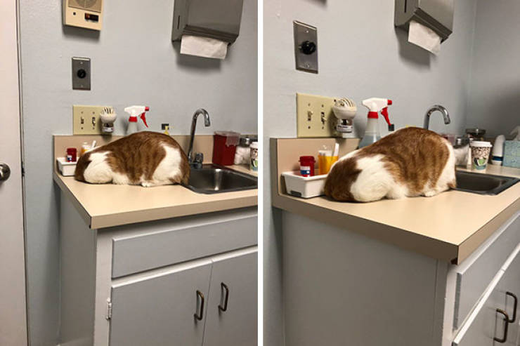 Cats Will Do Anything To Avoid Going To The Vet