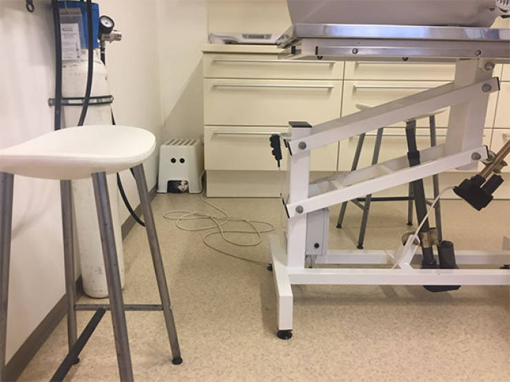 Cats Will Do Anything To Avoid Going To The Vet