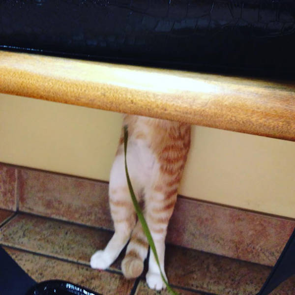 Cats Will Do Anything To Avoid Going To The Vet