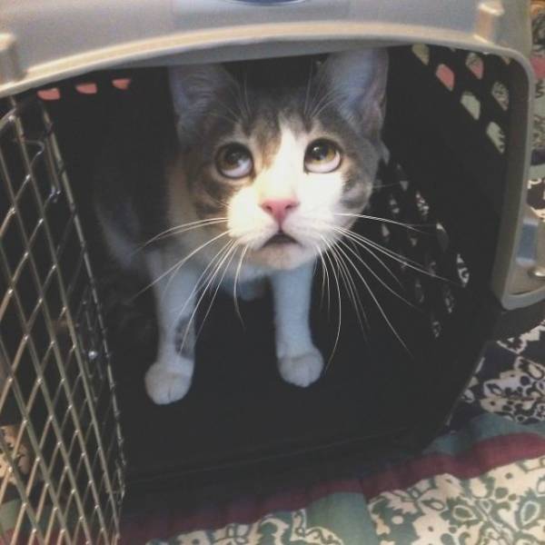 Cats Will Do Anything To Avoid Going To The Vet