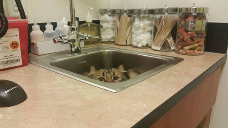 Cats Will Do Anything To Avoid Going To The Vet