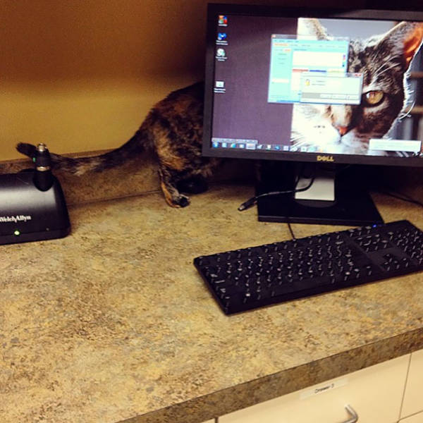 Cats Will Do Anything To Avoid Going To The Vet