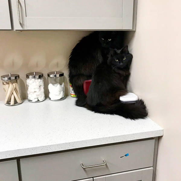 Cats Will Do Anything To Avoid Going To The Vet