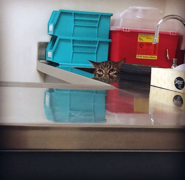 Cats Will Do Anything To Avoid Going To The Vet
