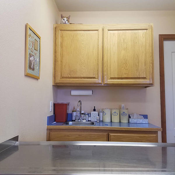 Cats Will Do Anything To Avoid Going To The Vet