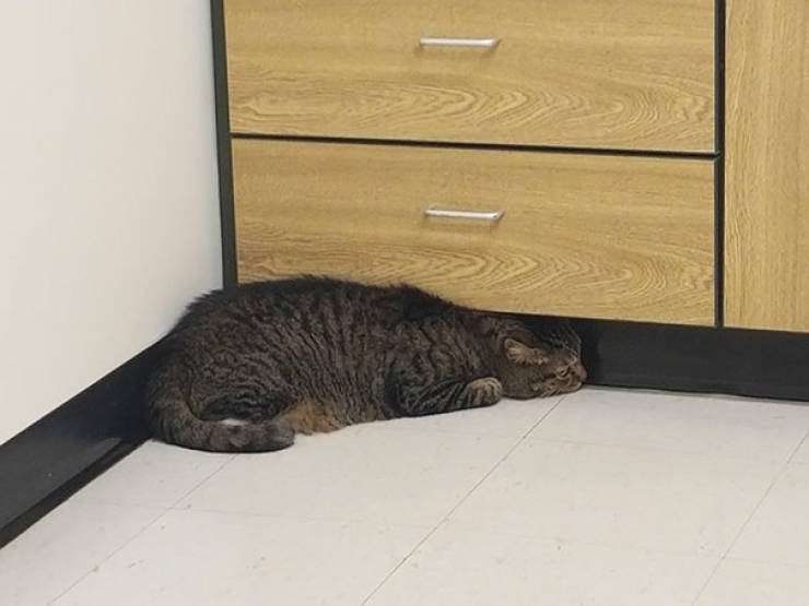 Cats Will Do Anything To Avoid Going To The Vet