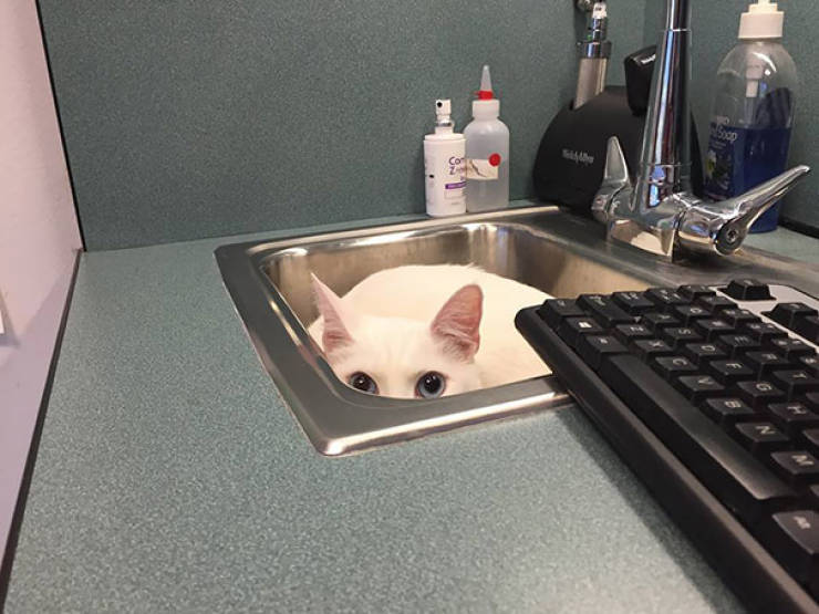 Cats Will Do Anything To Avoid Going To The Vet