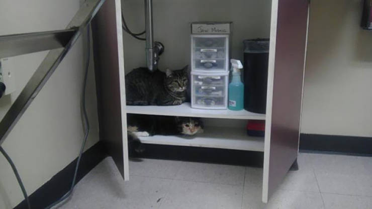 Cats Will Do Anything To Avoid Going To The Vet