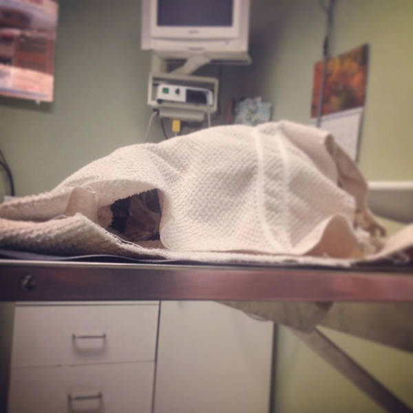 Cats Will Do Anything To Avoid Going To The Vet