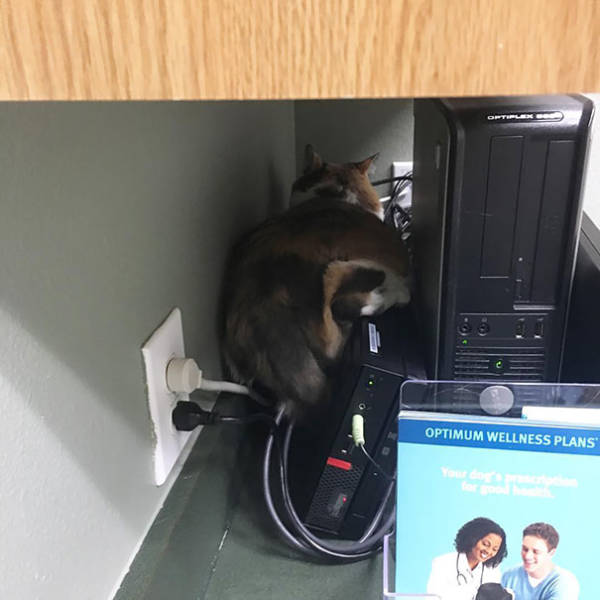 Cats Will Do Anything To Avoid Going To The Vet
