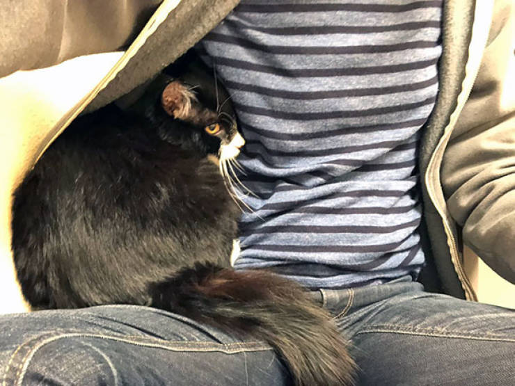 Cats Will Do Anything To Avoid Going To The Vet