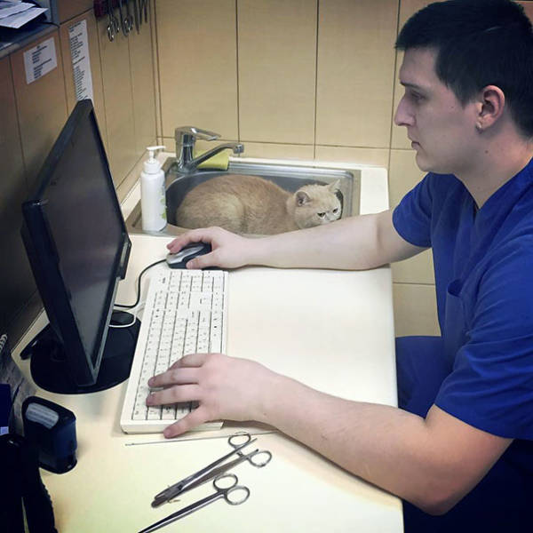 Cats Will Do Anything To Avoid Going To The Vet