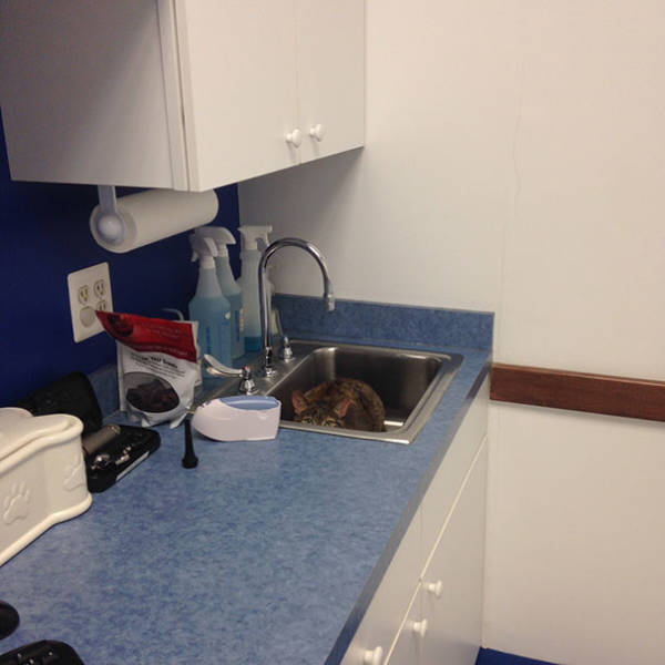 Cats Will Do Anything To Avoid Going To The Vet