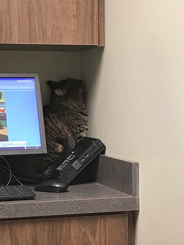 Cats Will Do Anything To Avoid Going To The Vet