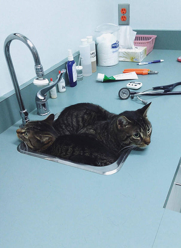 Cats Will Do Anything To Avoid Going To The Vet