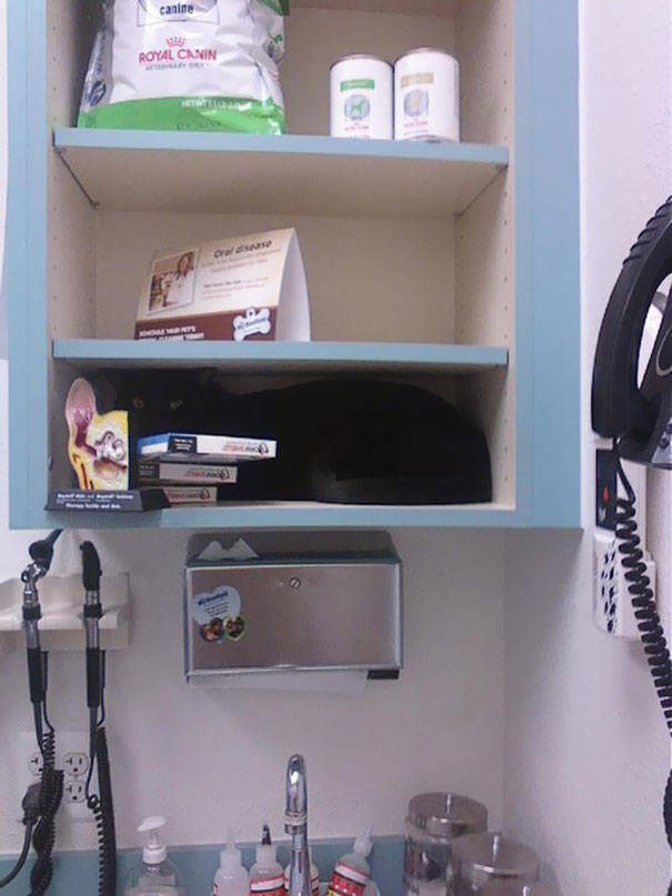 Cats Will Do Anything To Avoid Going To The Vet