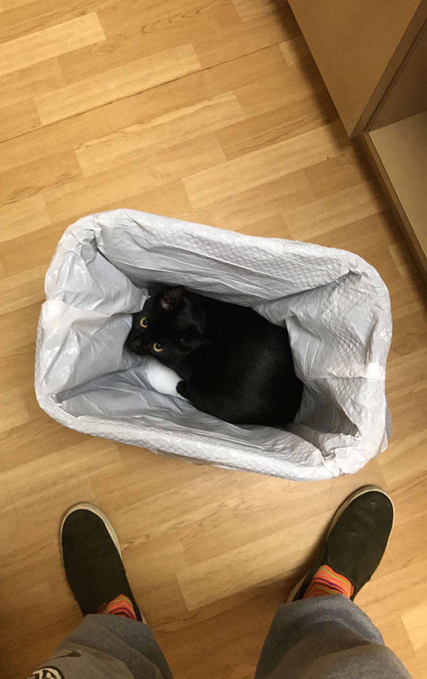 Cats Will Do Anything To Avoid Going To The Vet
