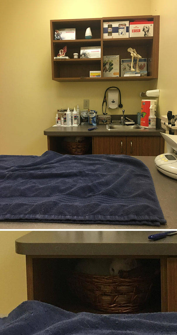 Cats Will Do Anything To Avoid Going To The Vet