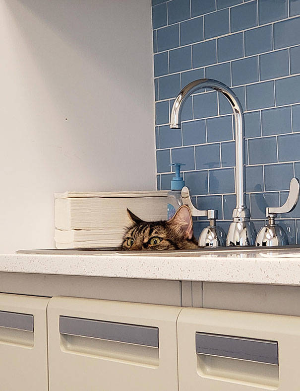 Cats Will Do Anything To Avoid Going To The Vet