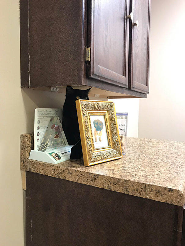 Cats Will Do Anything To Avoid Going To The Vet