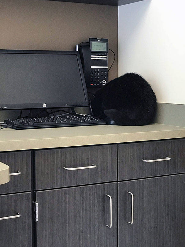 Cats Will Do Anything To Avoid Going To The Vet