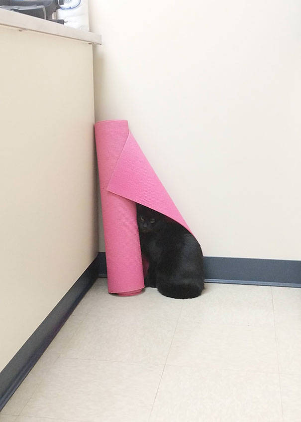 Cats Will Do Anything To Avoid Going To The Vet