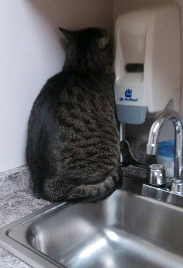 Cats Will Do Anything To Avoid Going To The Vet