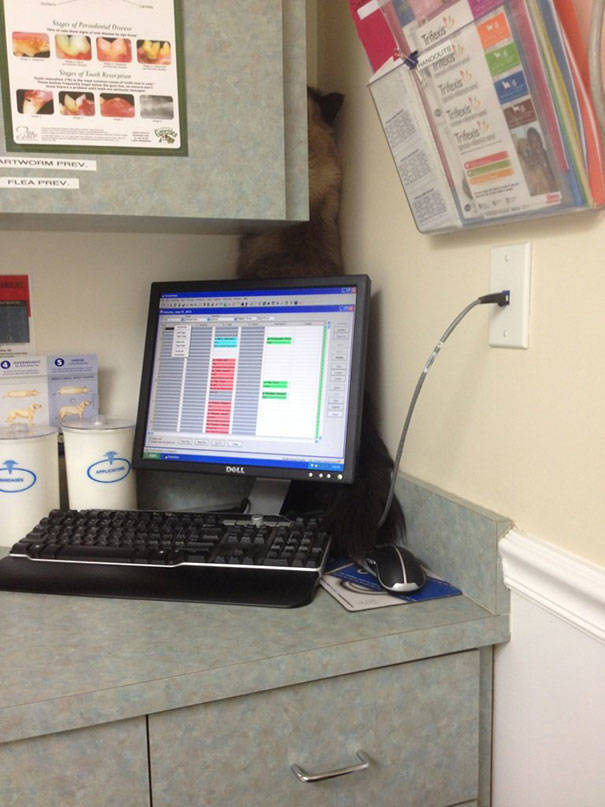 Cats Will Do Anything To Avoid Going To The Vet