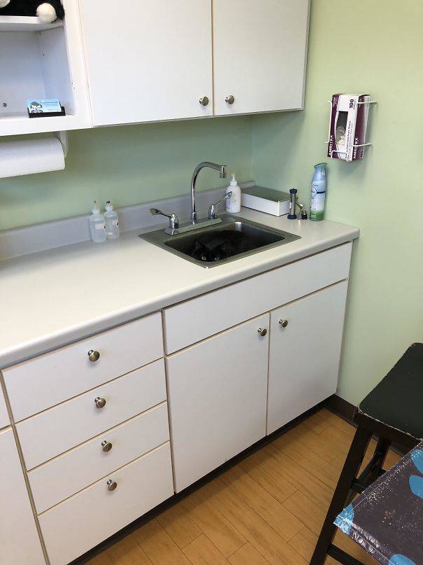 Cats Will Do Anything To Avoid Going To The Vet