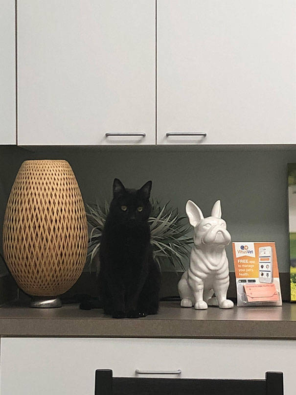 Cats Will Do Anything To Avoid Going To The Vet