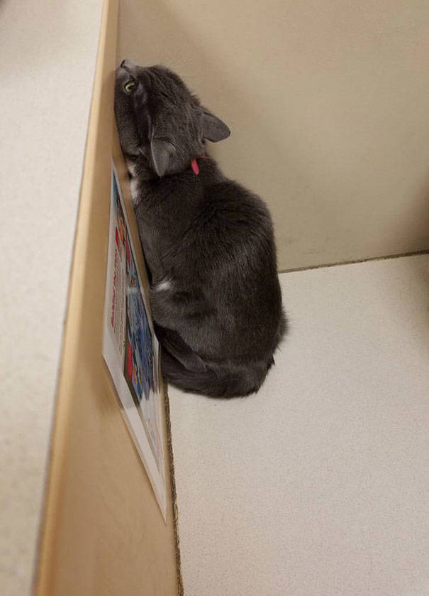 Cats Will Do Anything To Avoid Going To The Vet