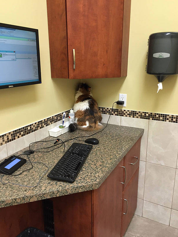Cats Will Do Anything To Avoid Going To The Vet