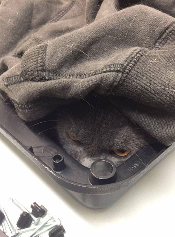 Cats Will Do Anything To Avoid Going To The Vet
