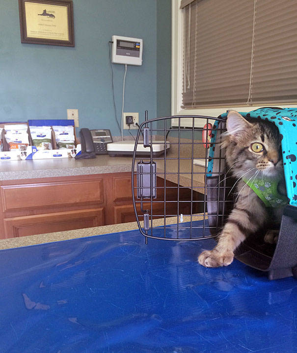 Cats Will Do Anything To Avoid Going To The Vet
