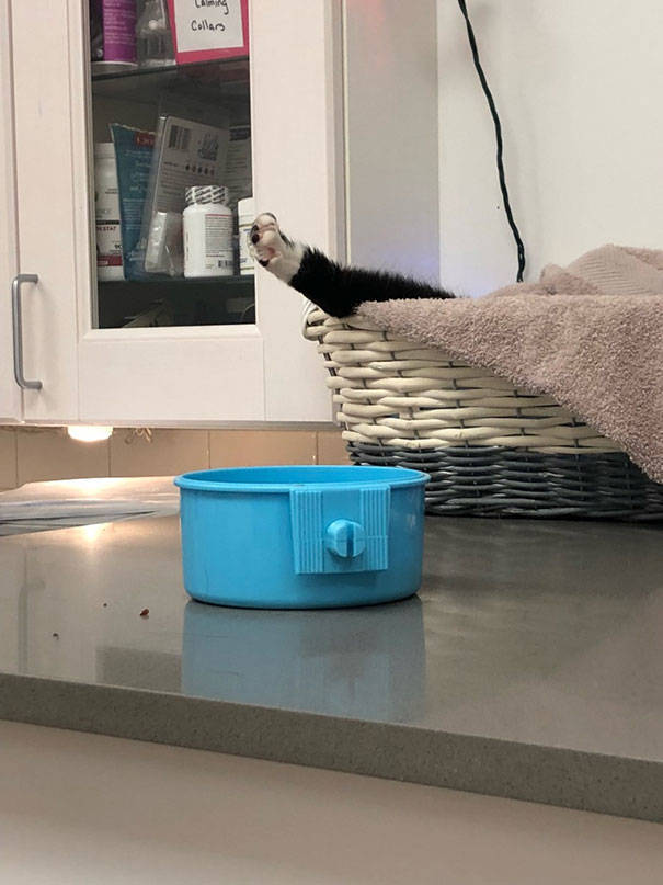 Cats Will Do Anything To Avoid Going To The Vet