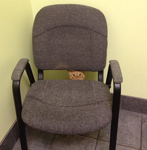 Cats Will Do Anything To Avoid Going To The Vet