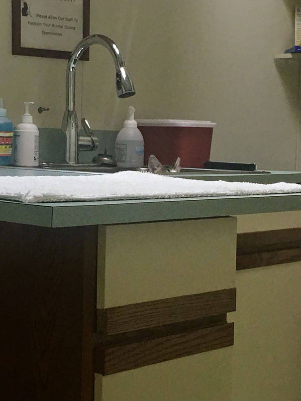 Cats Will Do Anything To Avoid Going To The Vet