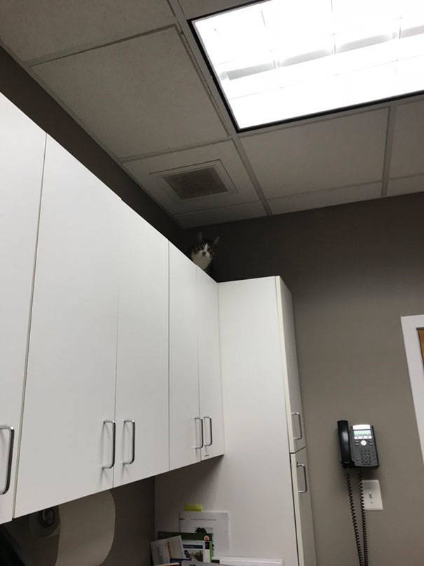 Cats Will Do Anything To Avoid Going To The Vet