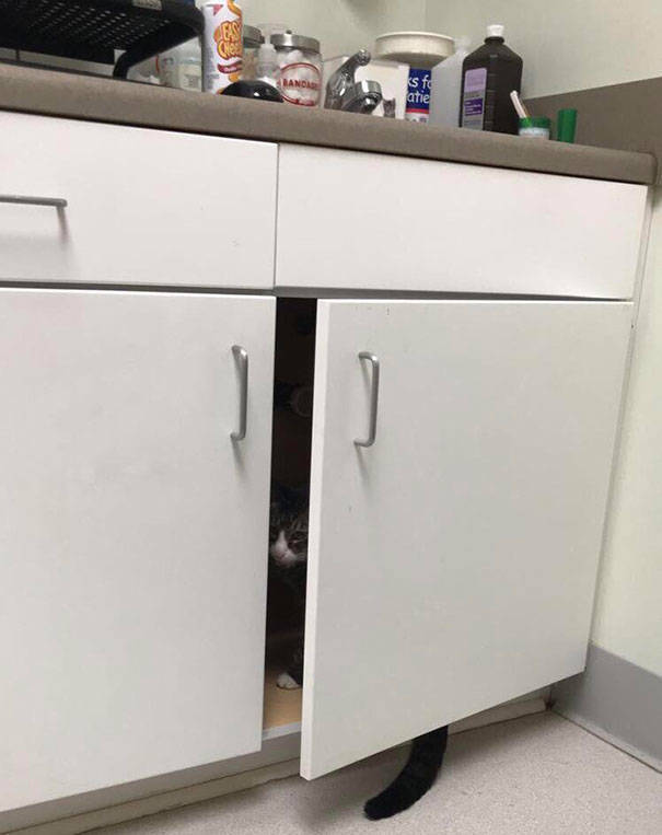 Cats Will Do Anything To Avoid Going To The Vet
