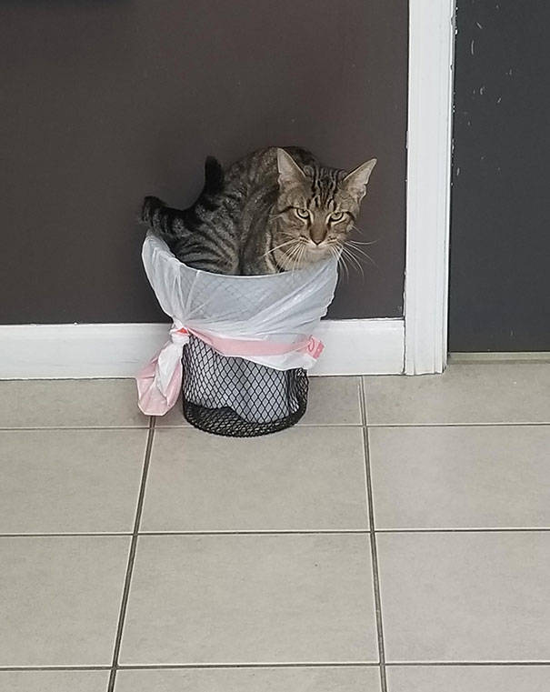 Cats Will Do Anything To Avoid Going To The Vet