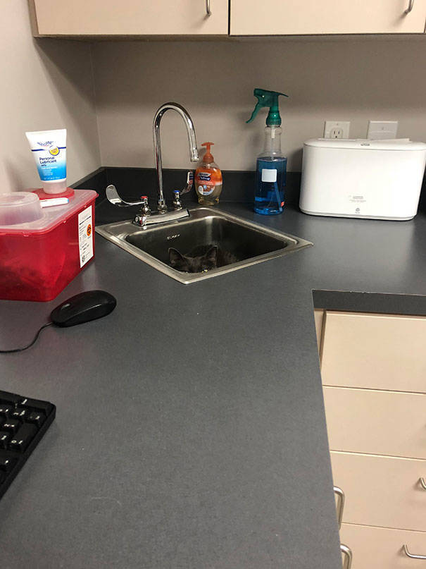 Cats Will Do Anything To Avoid Going To The Vet