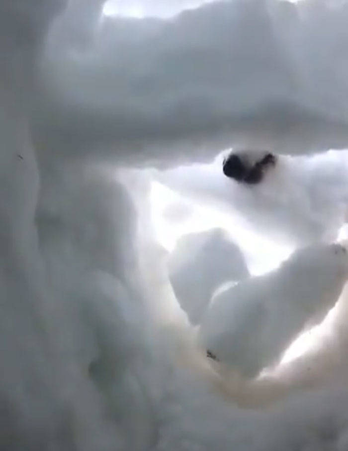 Man Films Actual Footage Of A Rescue Dog Saving Him From The Snow