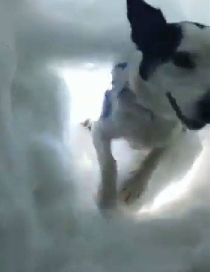 Man Films Actual Footage Of A Rescue Dog Saving Him From The Snow