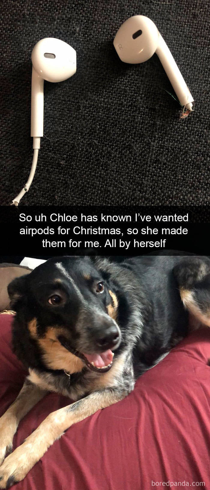 Some Top Notch Dog Snapchats