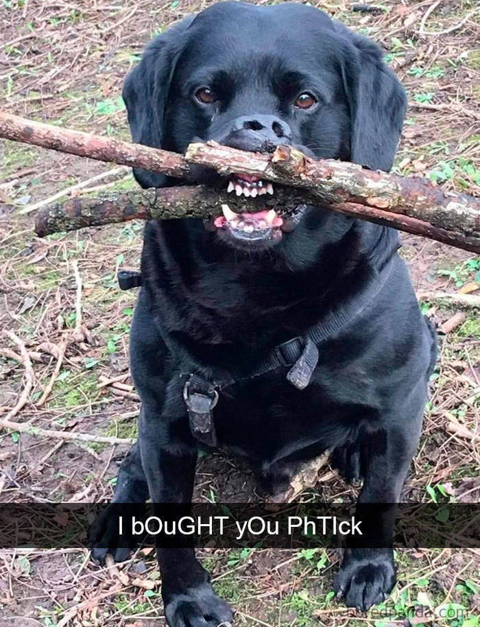 Some Top Notch Dog Snapchats