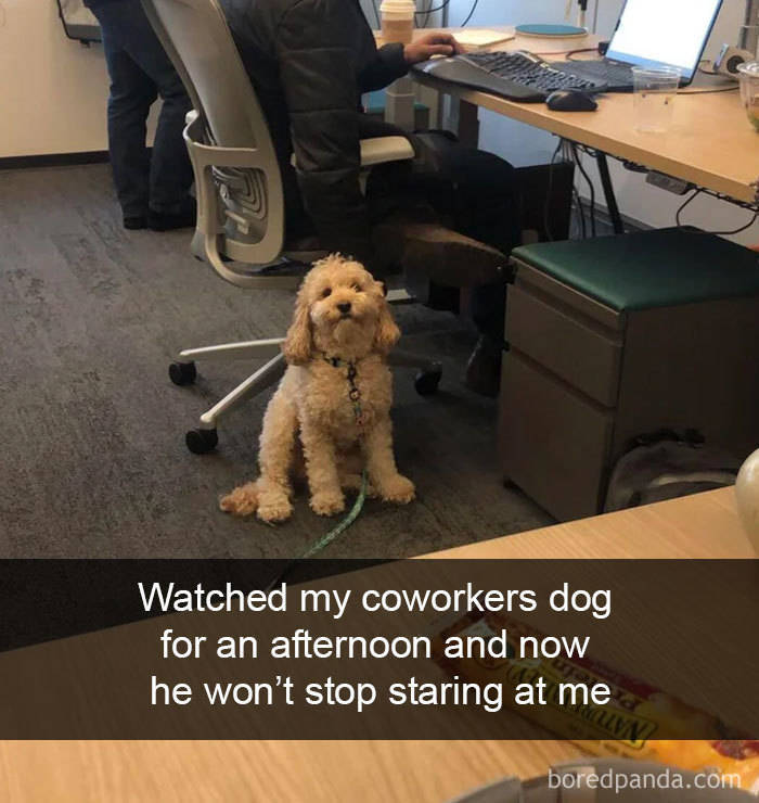 Some Top Notch Dog Snapchats