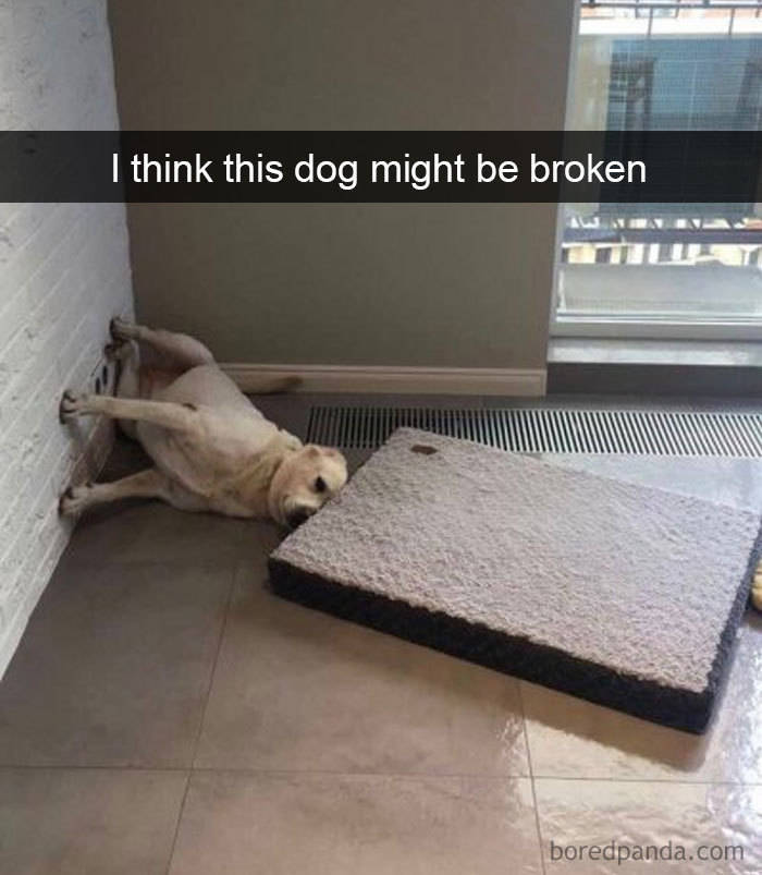 Some Top Notch Dog Snapchats